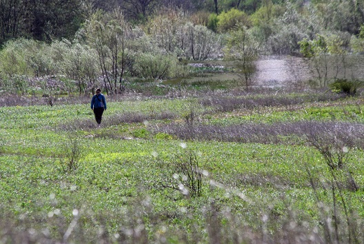 Loblolly Marsh